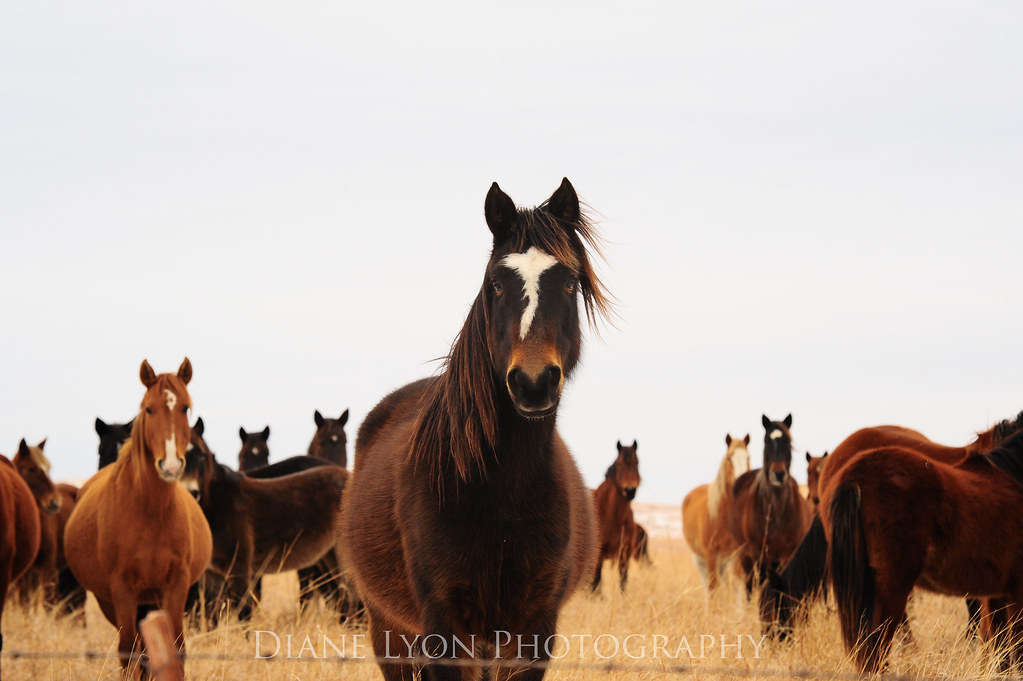 DSC_7613 copy Wild horses in Oklahoma Diane Lyon Photography Flickr