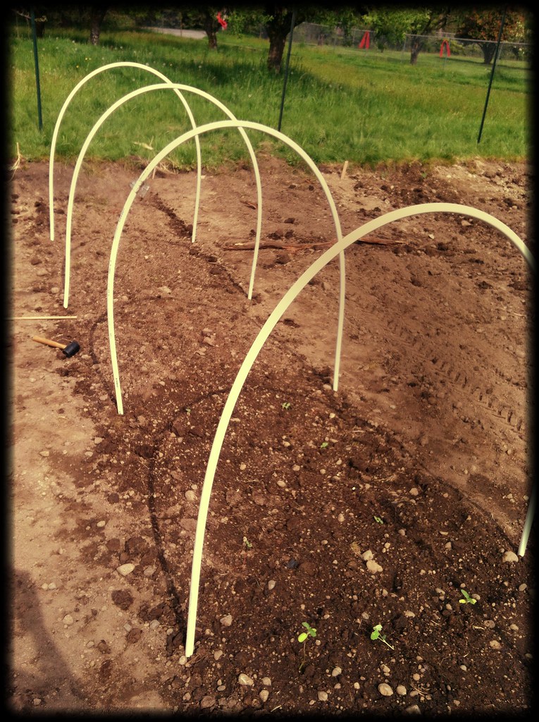Hoop house DuckSoupBlog Flickr