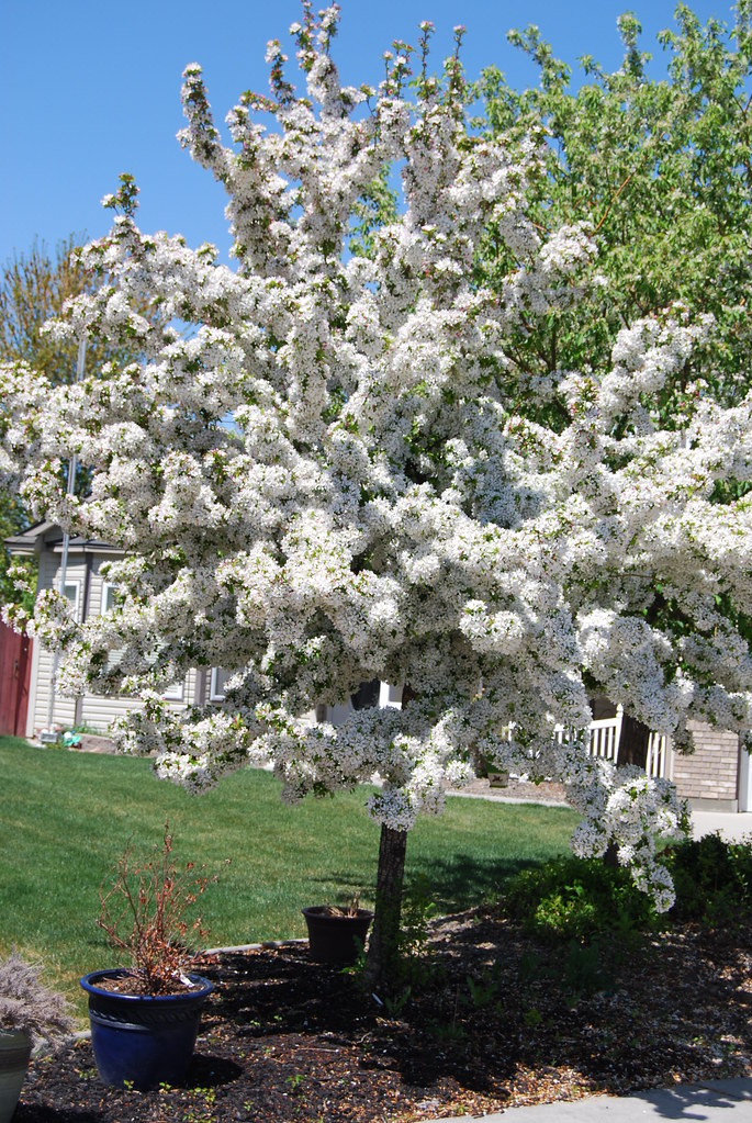 Blossom Time! My Harvest Gold Crabapple tree loaded with b… Flickr