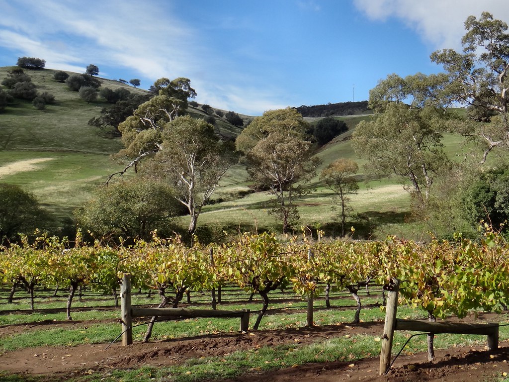 Viewing Wine. Kies Family Wines, Lyndoch, Barossa Valley, … Flickr