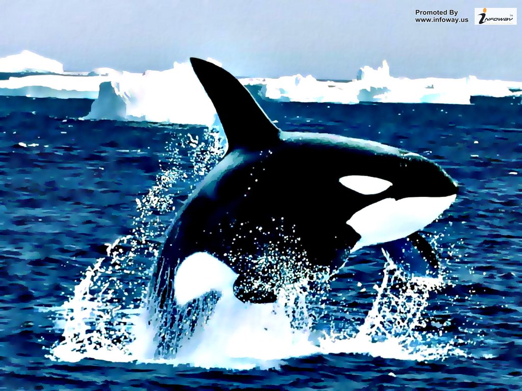 Animal pictures orca wallpapers hd photos killer whales wa… Flickr