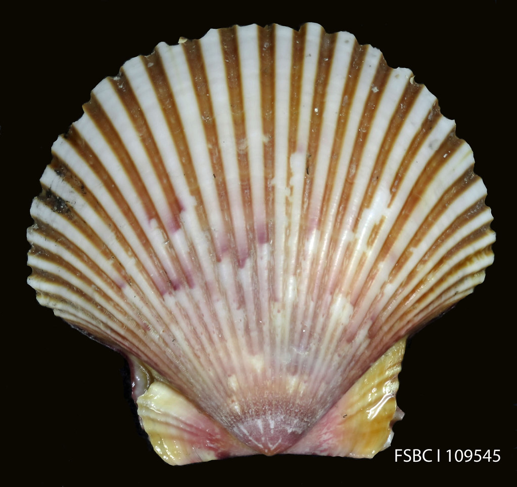 Ravenel's Scallop Scientific name Euvola raveneli FWC Fish and