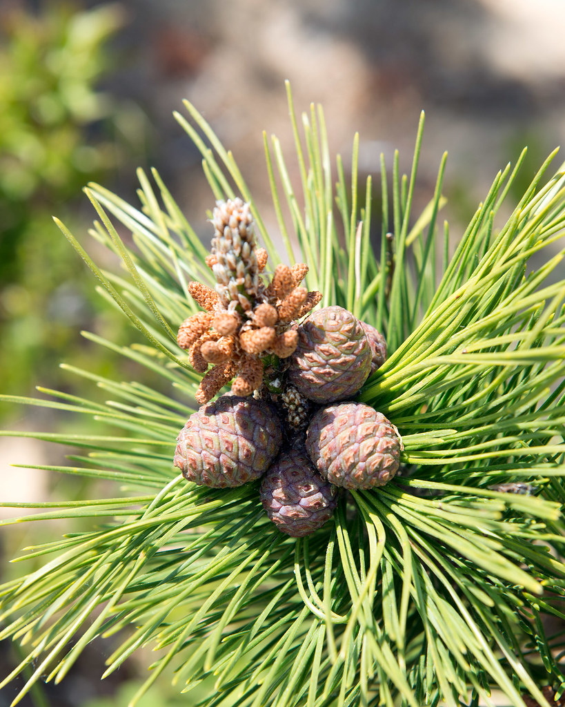 Pinus rigida (Pitch Pine) Pinus rigida (Pitch Pine) candle… Flickr