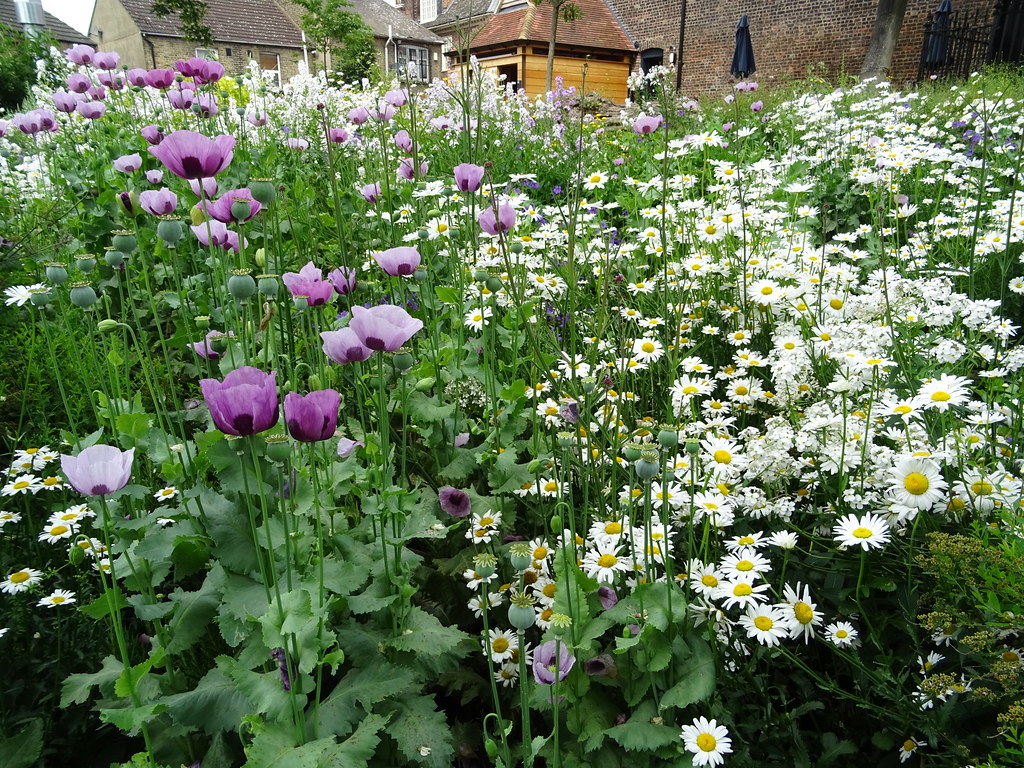 Beautiful garden at Rainham Hall Andy Aldridge Flickr