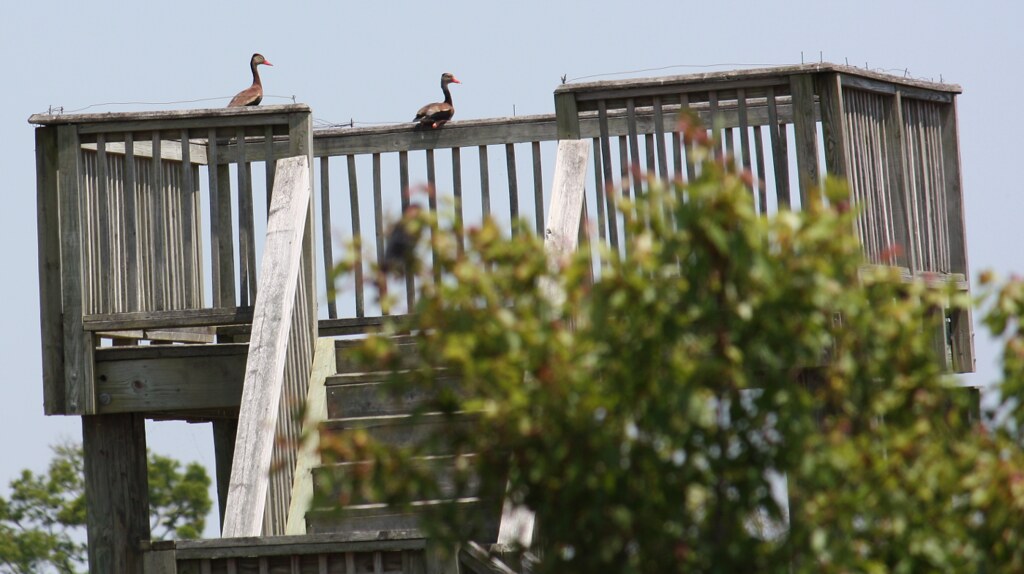 Lazy Blackbellied Whistling Ducks Altamaha WMA, McIntosh … Flickr
