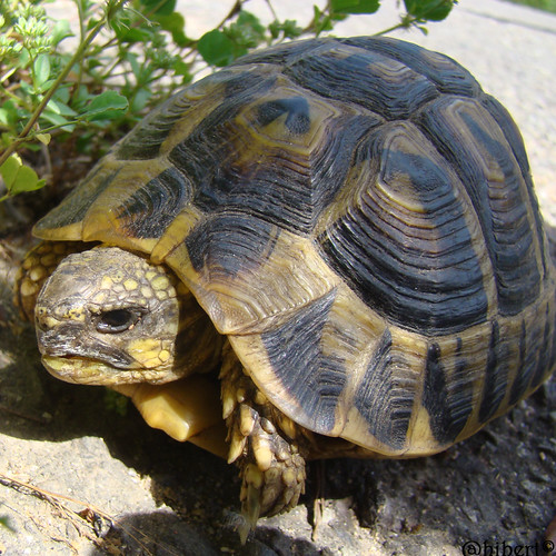 tortue d'hermann . Aurelie Hibert Flickr