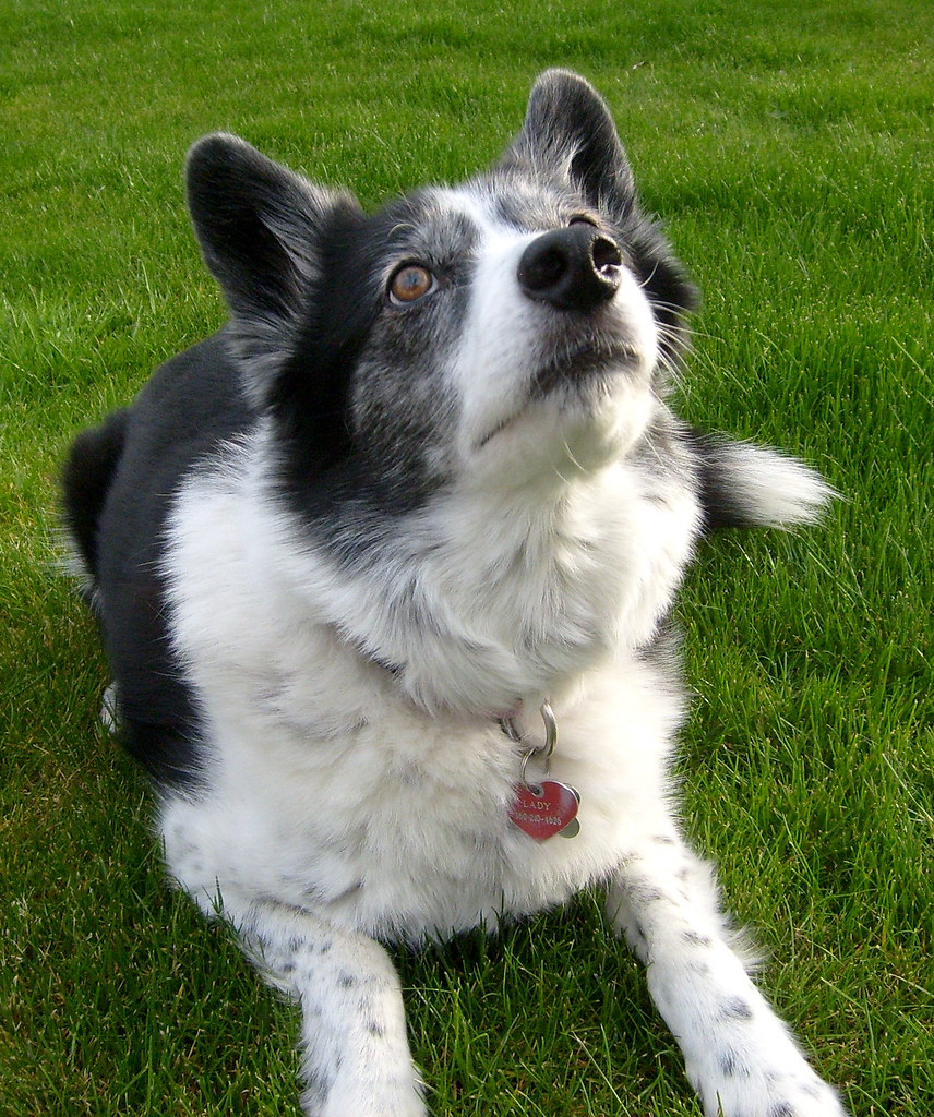 Border Collie McNab Ears Female Border Collie with McNab… Flickr