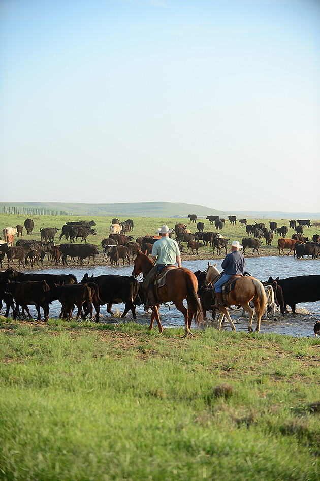 Gathering Cattle Ree Drummond Flickr