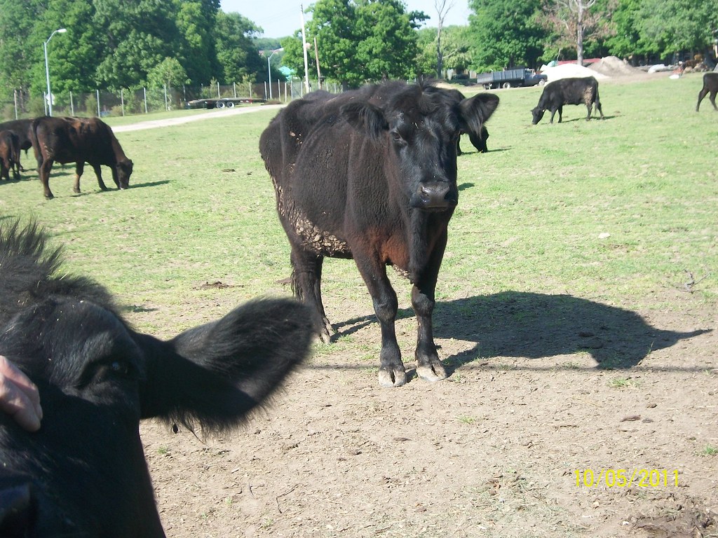 Chapel Hills Farm 072 Flickr