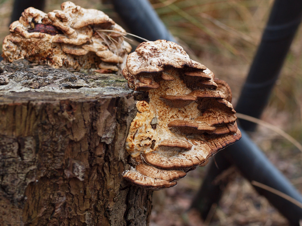 fungal apartments Potteric Carr nature reserve. Johnson Cameraface