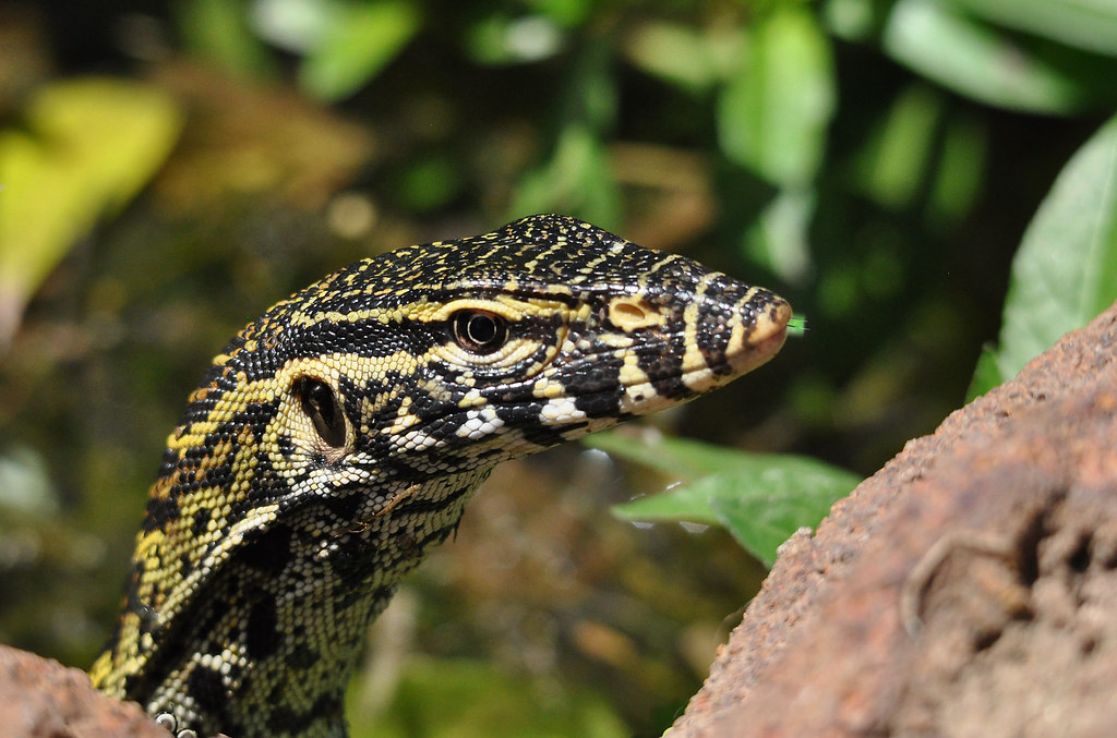 Nile Monitor Lizard from The Gambia This is a close up of … Flickr