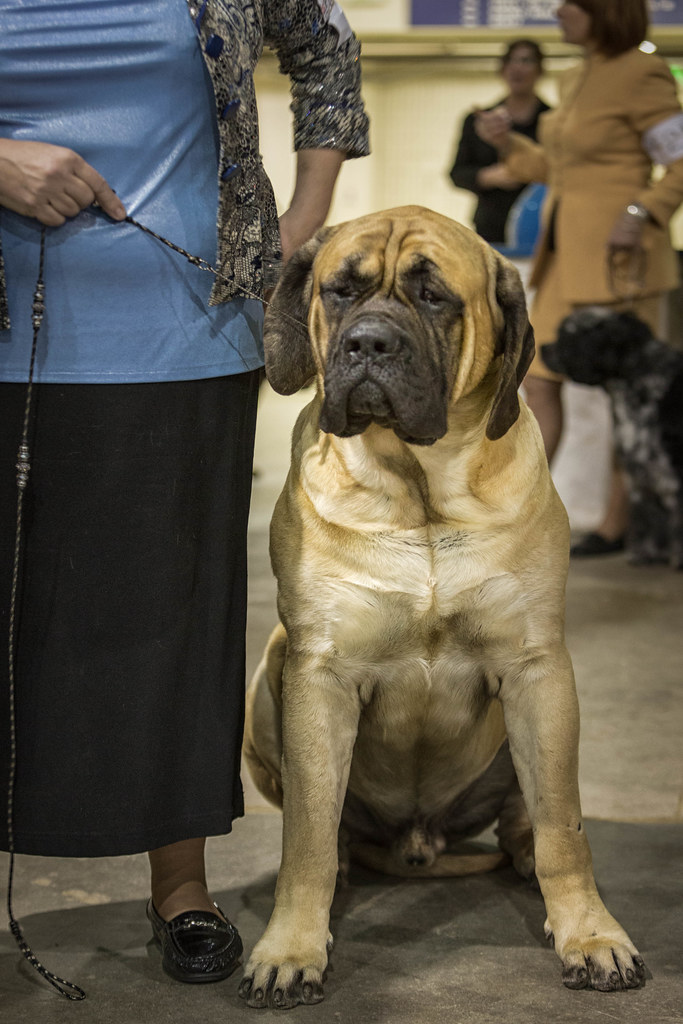 Rocky Mountain Cluster Dog Show 2015 Rocky Mountain Cluste… Flickr
