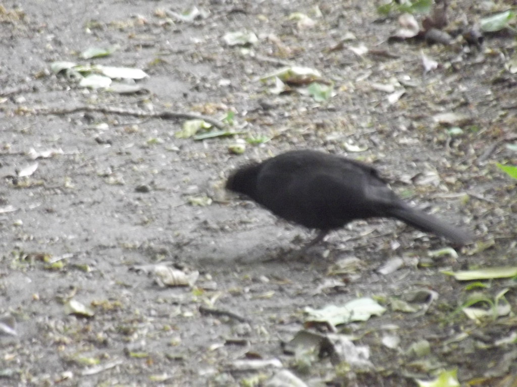 Red House Museum & Gardens Quay Road, Christchurch bla… Flickr