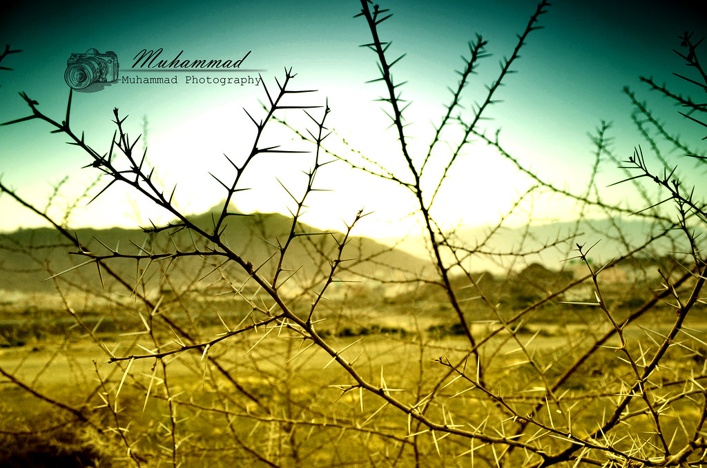 Thorny Trees This pictures taken when sunrise at ALMajard… Flickr