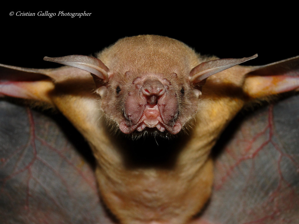 Greater bulldog bat (Noctilio leporinus) Cristian Alfonso Gallego