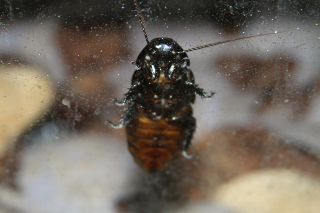 Why Are Bugs Attracted to Light? Most insects (especially … Flickr