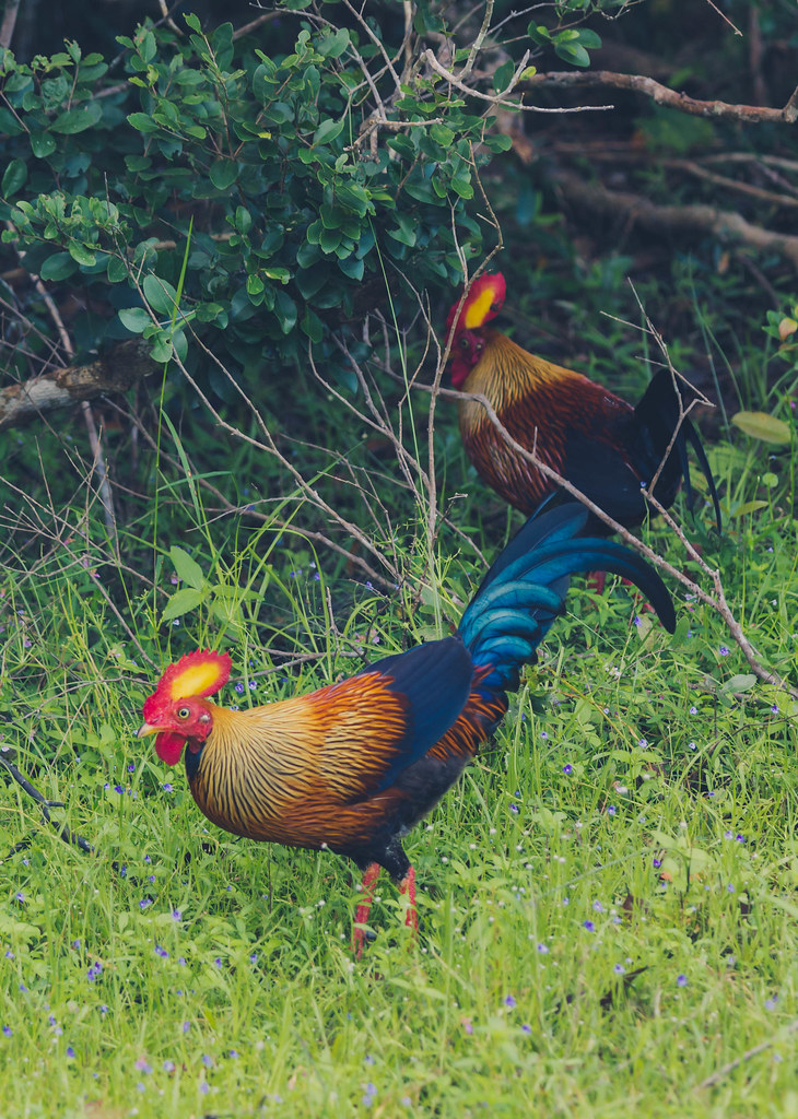 Endemic to Sri Lanka English Name Sri Lanka Jungle Fowl … Flickr