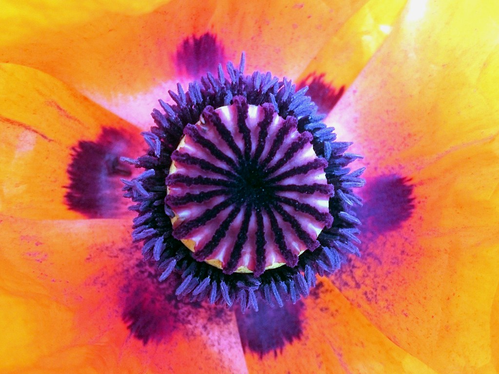 18416541591_4ddd8bf533_o wild flower orange blue macro nat… Flickr