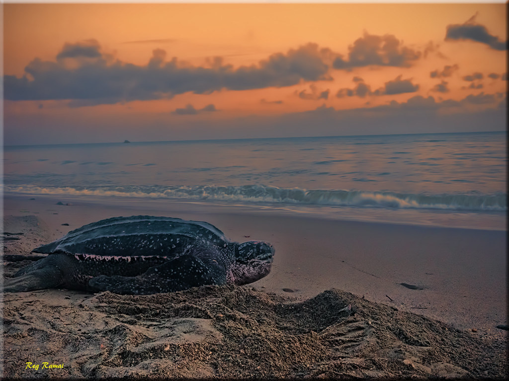 Leatherback Turtle Grande Riviere, Trinidad & Tobago. A pr… Flickr