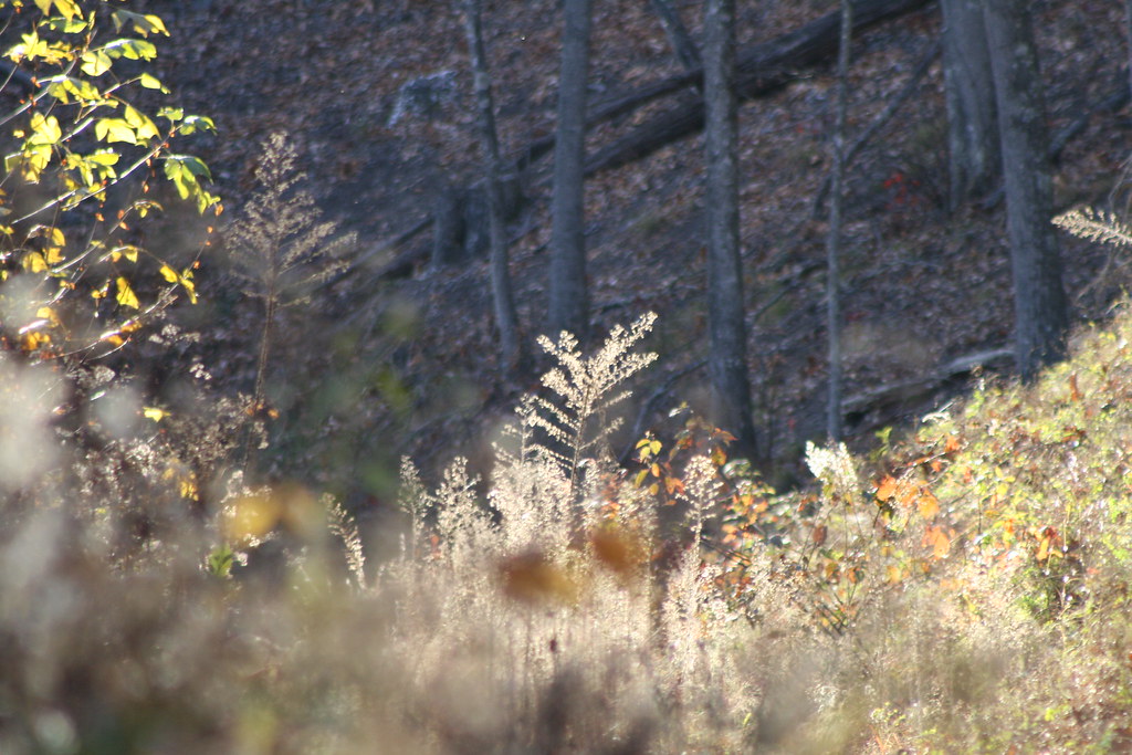 IMG_5714 Bath County VA Nov 2013 porchfan Flickr