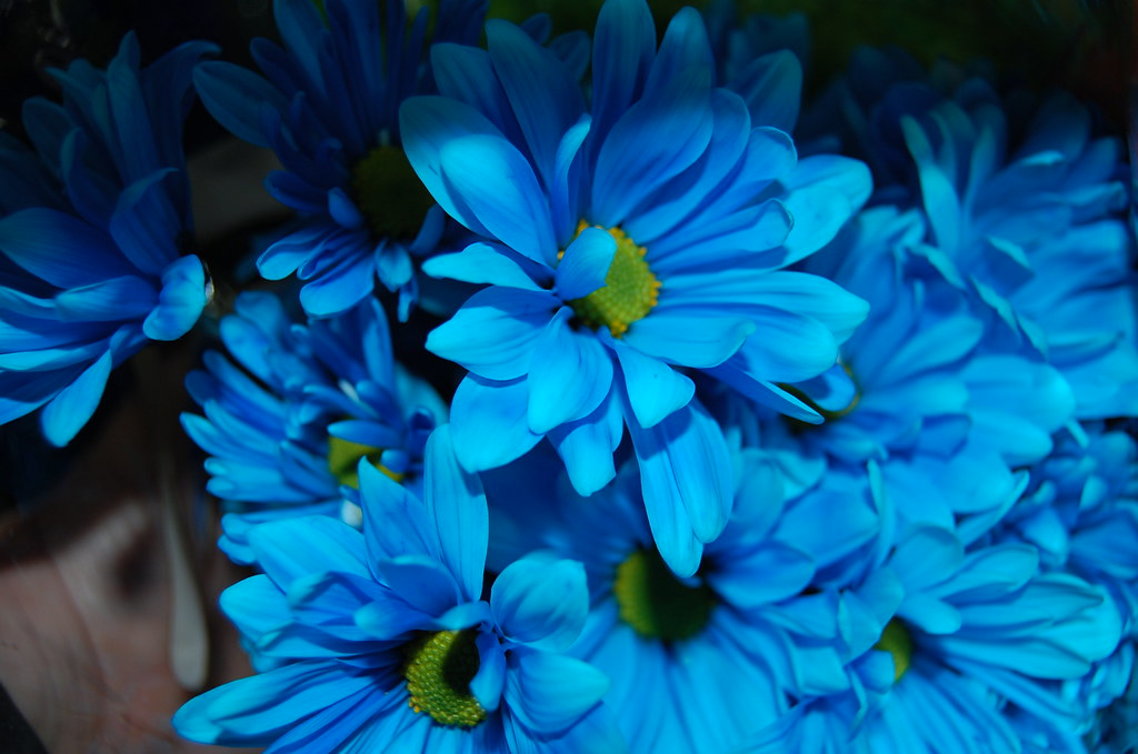 Dyed Blue Daisy Love these and they match our logo. www.se??? Flickr