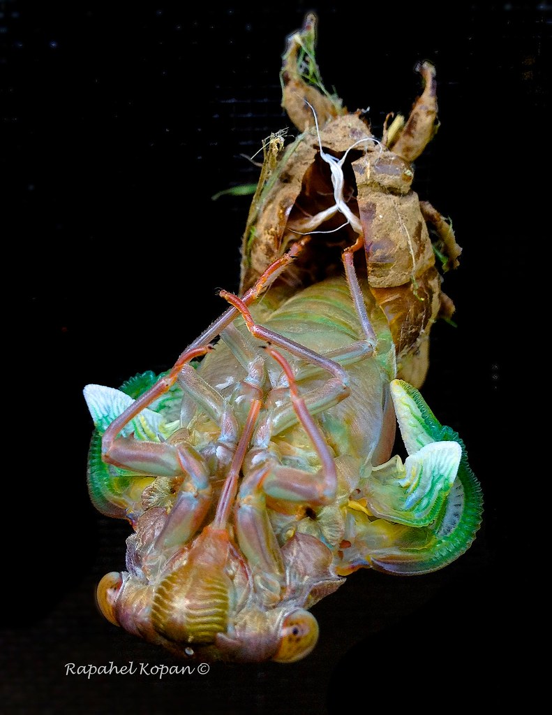 Cicada emerging reposting after a brain freeze deleted 300… Raphael