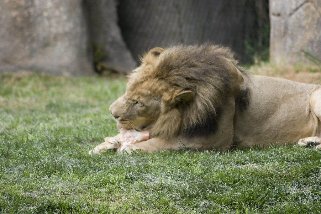 IMG_9294 Lion. North Carolina Zoo. Asheboro, NC. jzunc Flickr