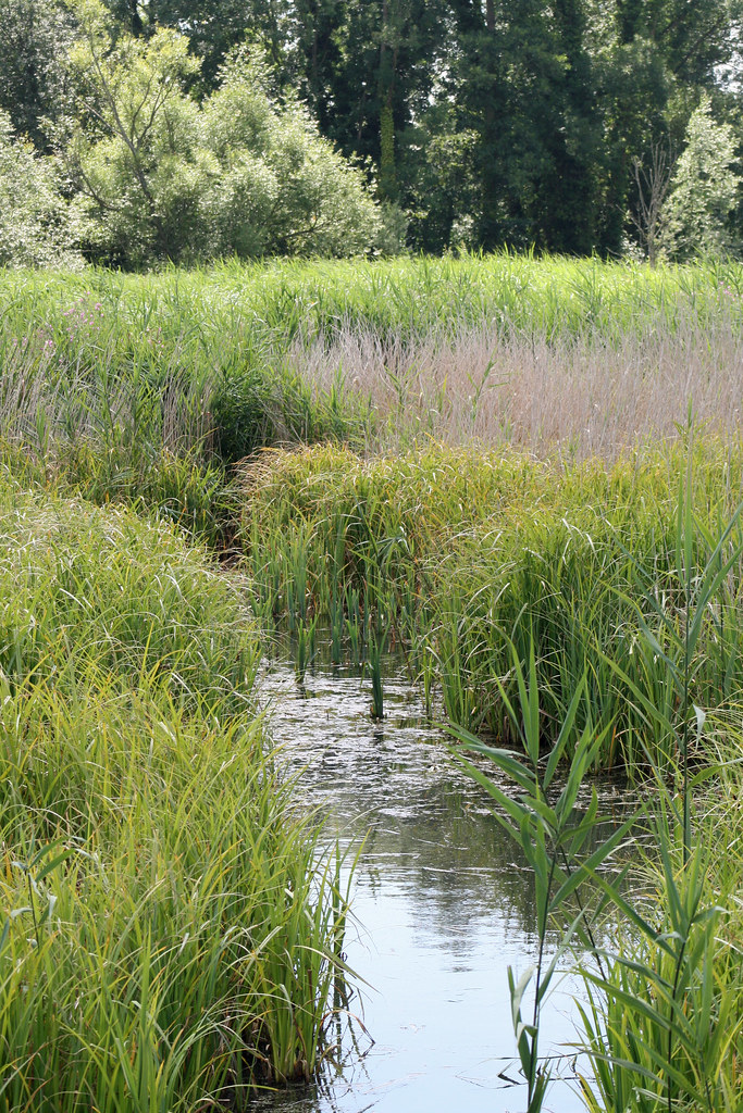 Arundel WWT Reedbed One of the beautiful reed beds at Arun… Flickr