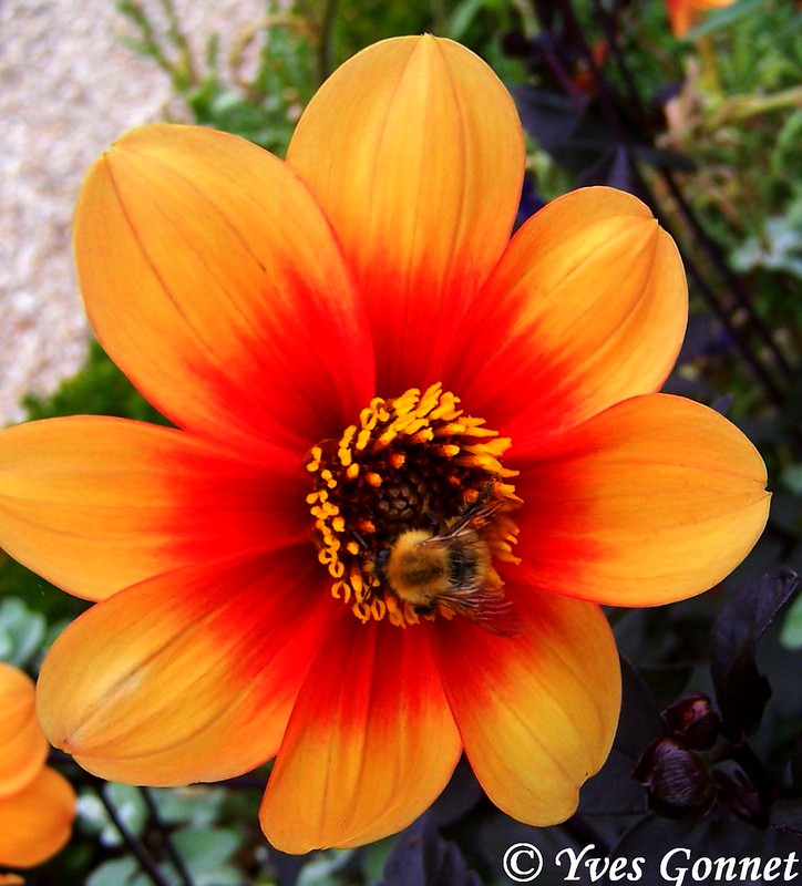 N°9 Jardin du Luxembourg, Paris, Palais du Luxembourg, Sénat, Musée du