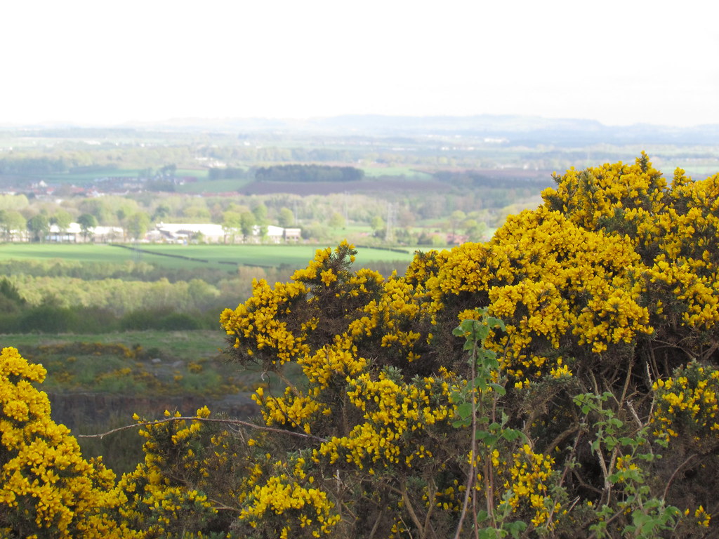 Overlooking the quarry,Dundonald Hill 2 may 2014 Bruce Flickr