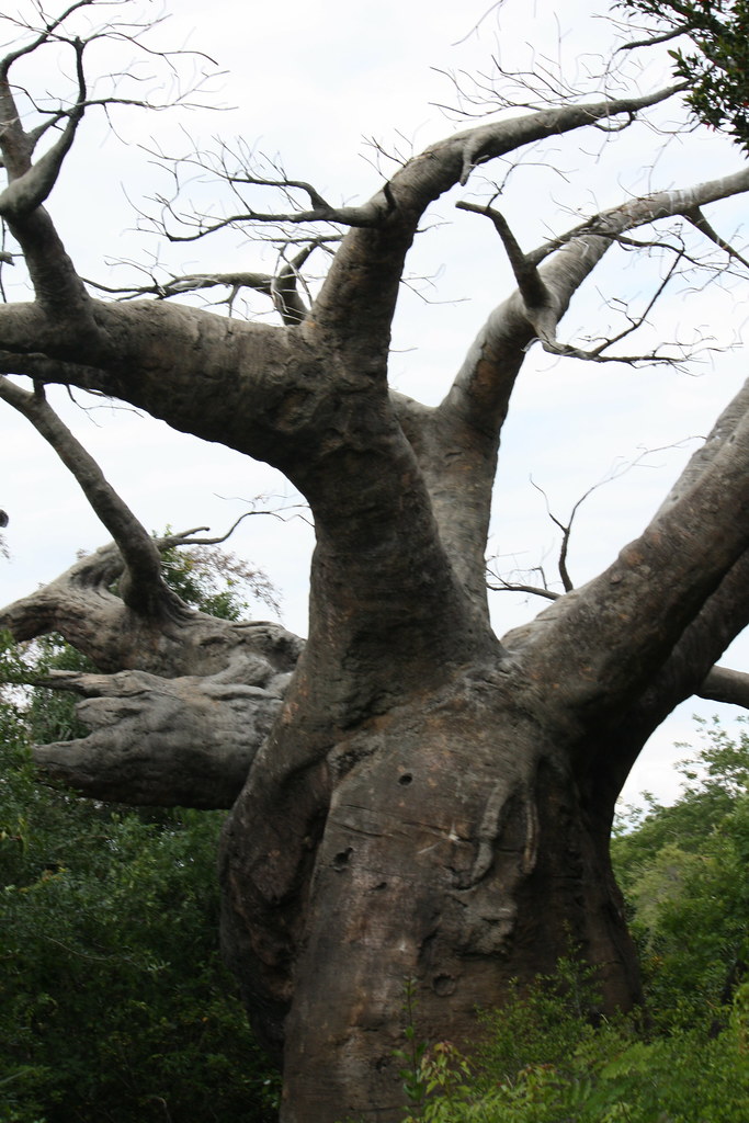 Disney World Disney World Animal Kingdom Angela Flickr