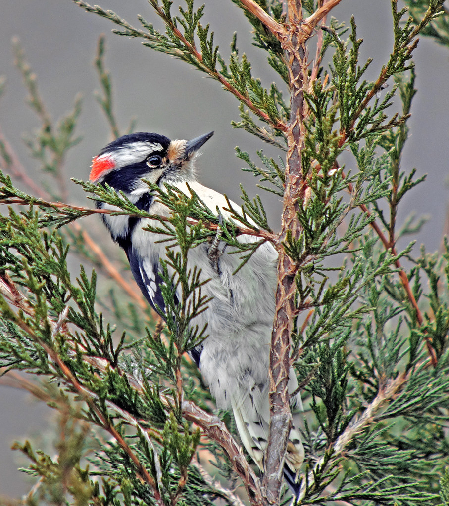 Downy Woodpecker NJ Audubon, Bernardsville R DSC06004_ed… JFP