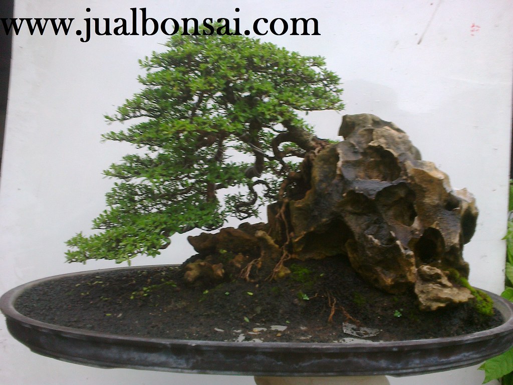 Bonsai 59 Santigi Gaya Penjing On The Rock Ukuran Small | Flickr