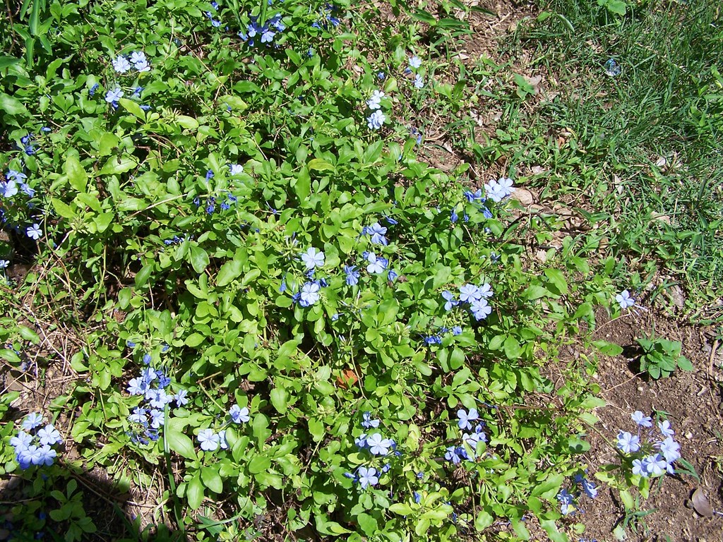 Blue Flowering Ground Cover Zach Tirrell Flickr