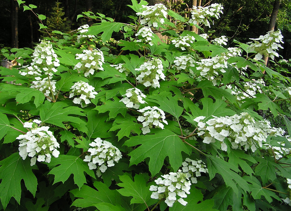 oakleaf hydrangea A beautiful shrub with lots of little ba… Flickr