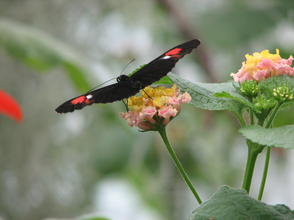 Butterfly House London Zoo July 8, 2006 bariau Flickr