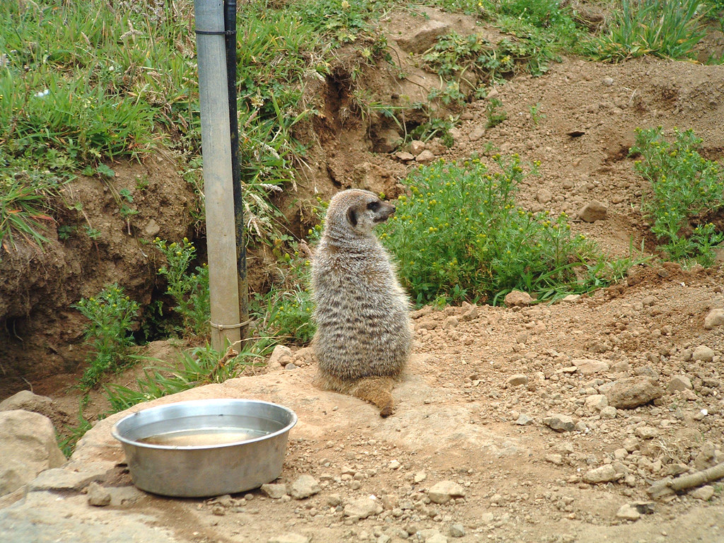 DSCF0100 Belfast Zoo Meerkat Kelvin McKivitt Flickr