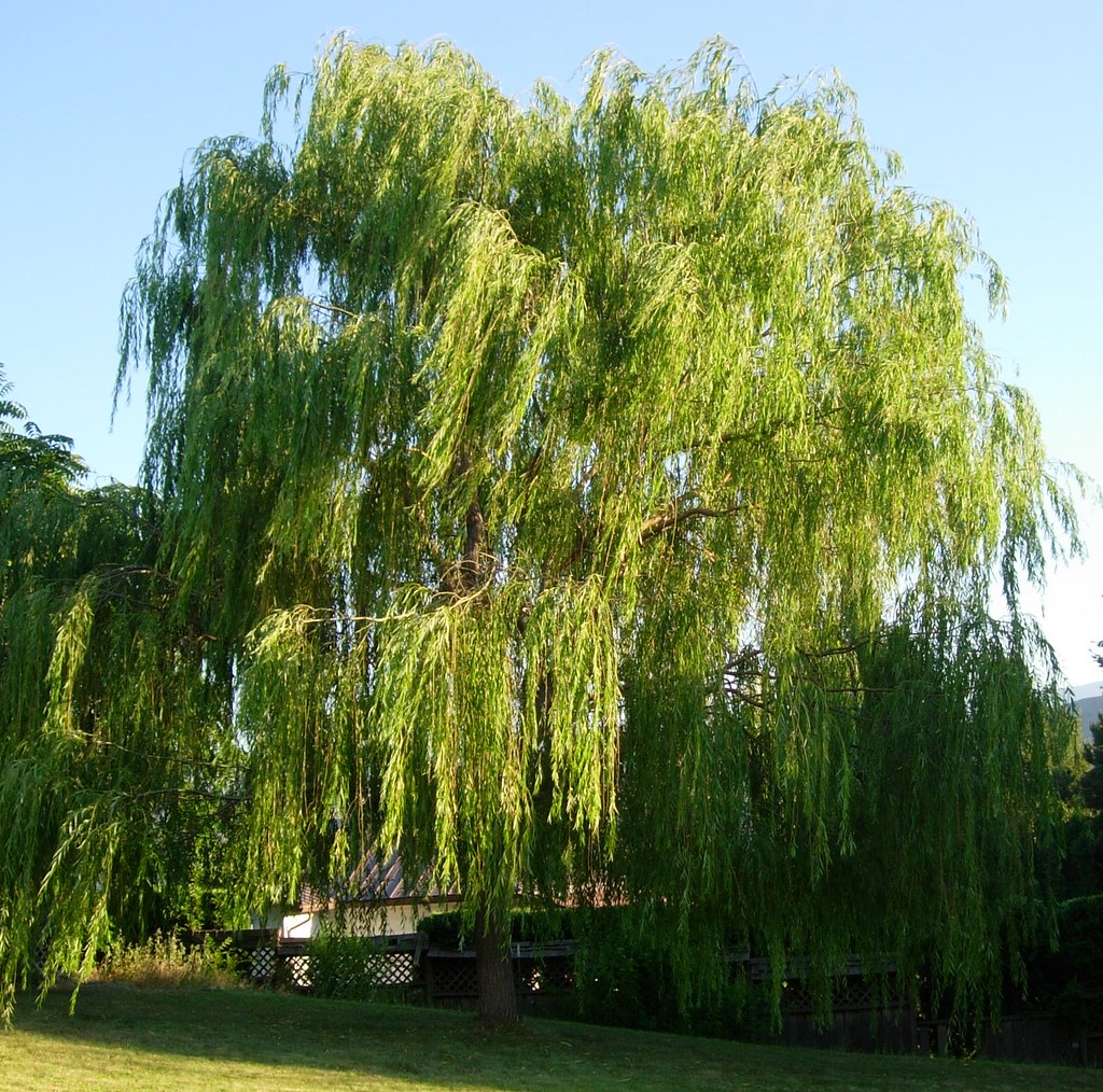 Weeping Willow One of two weeping willows we planted about… Flickr