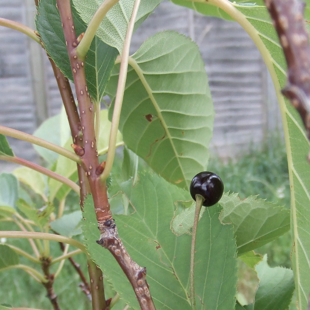 Black Cherry Strange fruit of our cherry tree. Damian Cugley Flickr