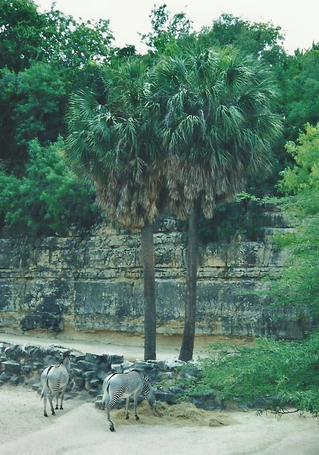 San Antonio Zoo Zebras under the palm trees at the San Ant… Flickr