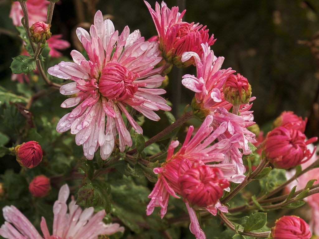 Chrysanthemum rubellum 'Emperor of China', 2015 "Chrysanth… Flickr