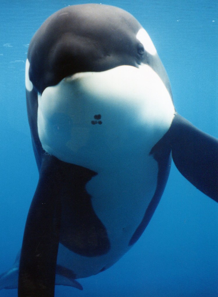 killer whale Keiko orca