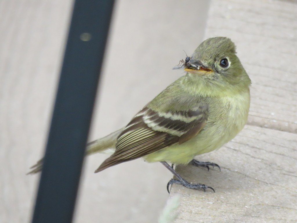 Western Flycatcher Cougar Ridge Estates, Kootenai, Idaho Ben Bright