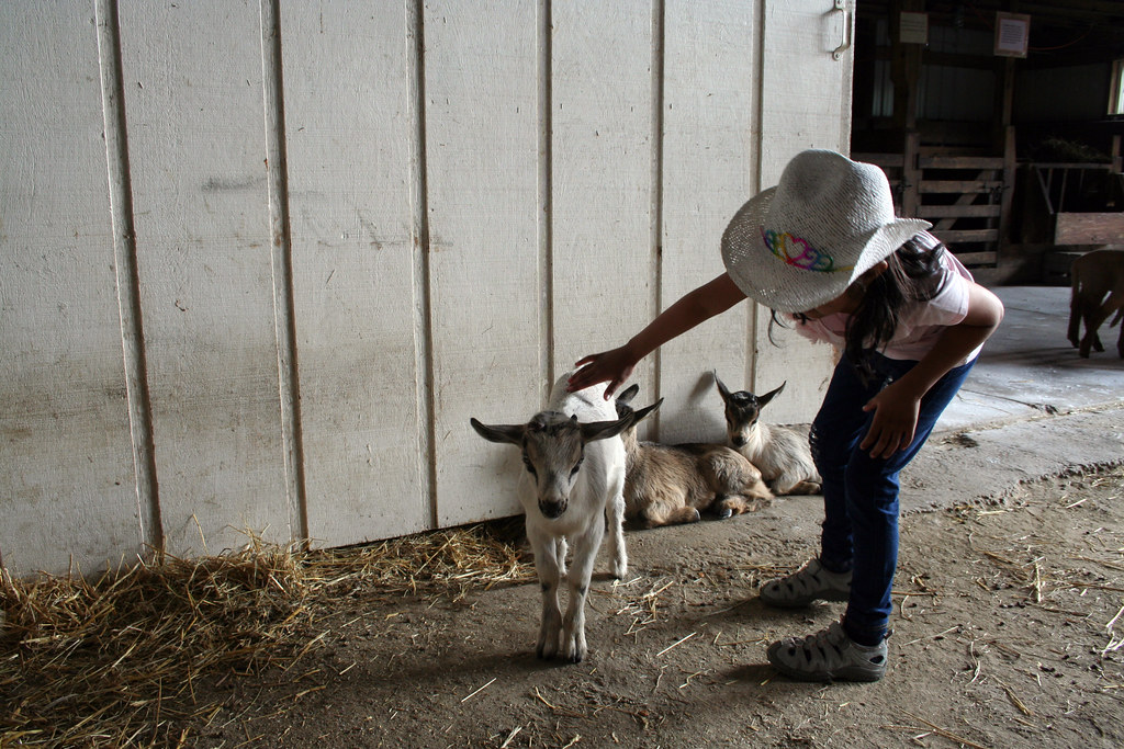 Prep II Visit to Kelkenberg Farm of Clarence Elmwood Franklin School