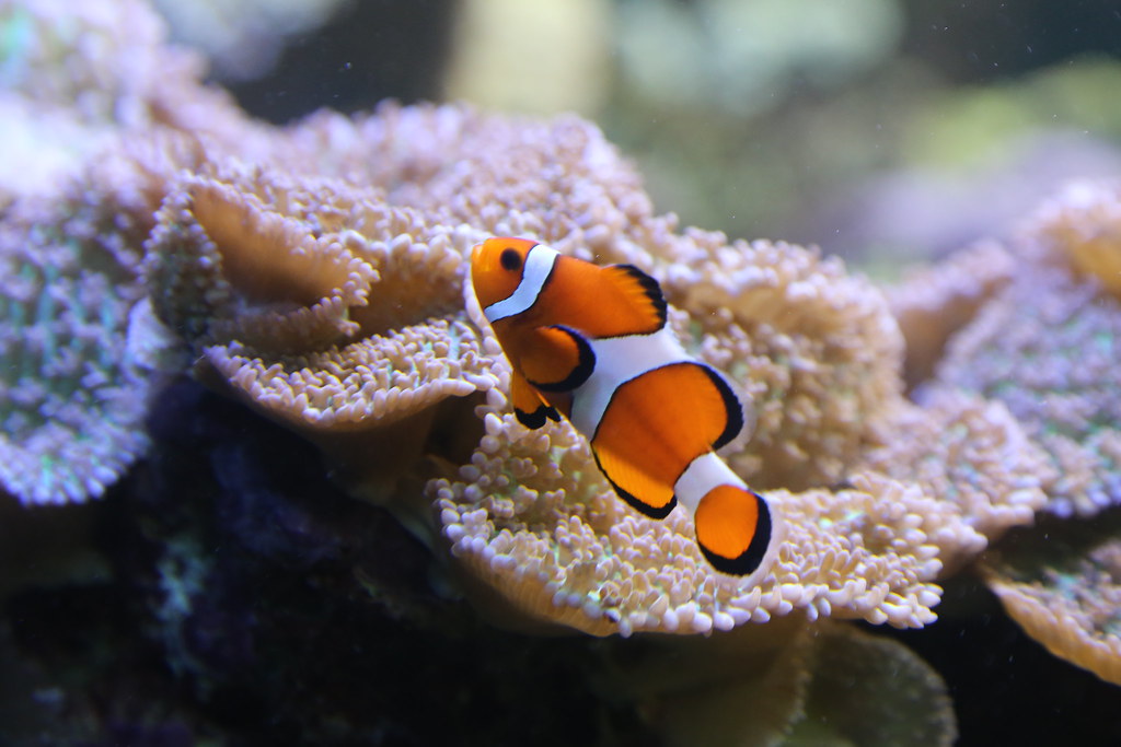 Clownfish (Amphiprion ocellaris) National Aquarium