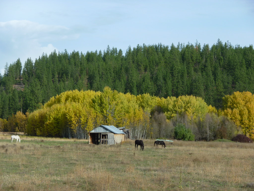 P1030917 Close to Nespelem WA the horses graze peacefull
