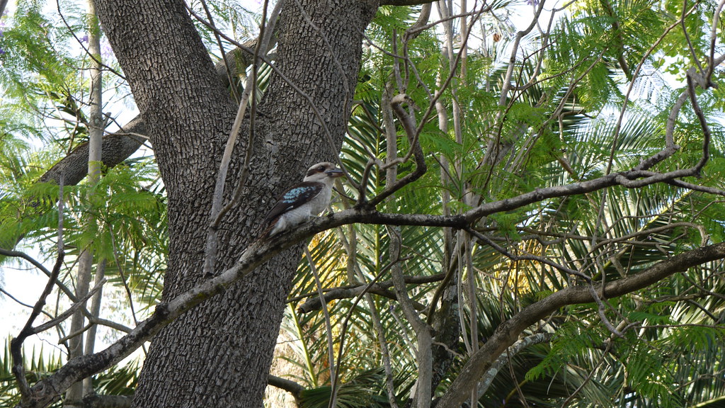 Kookaburra Bird that was nesting in Emma's parents house. Malcolm
