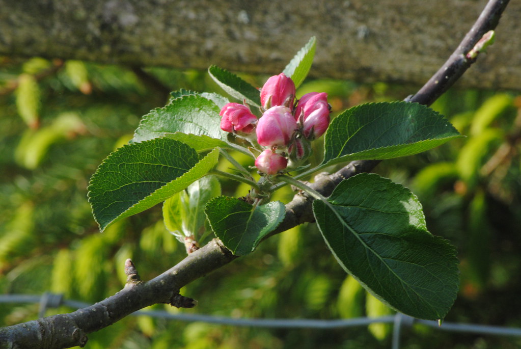 Apple Blossom The blossom on one of our Brambly Apple tree… Flickr