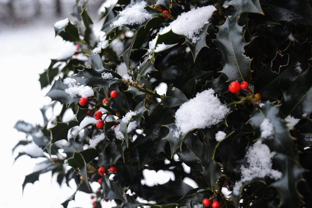 Holly in the Snow. One of our front door hollies this morn… Flickr