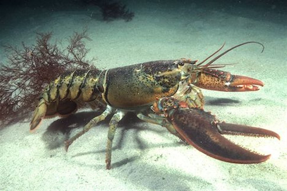 American Lobster The American Lobster is a species of lobs… Flickr